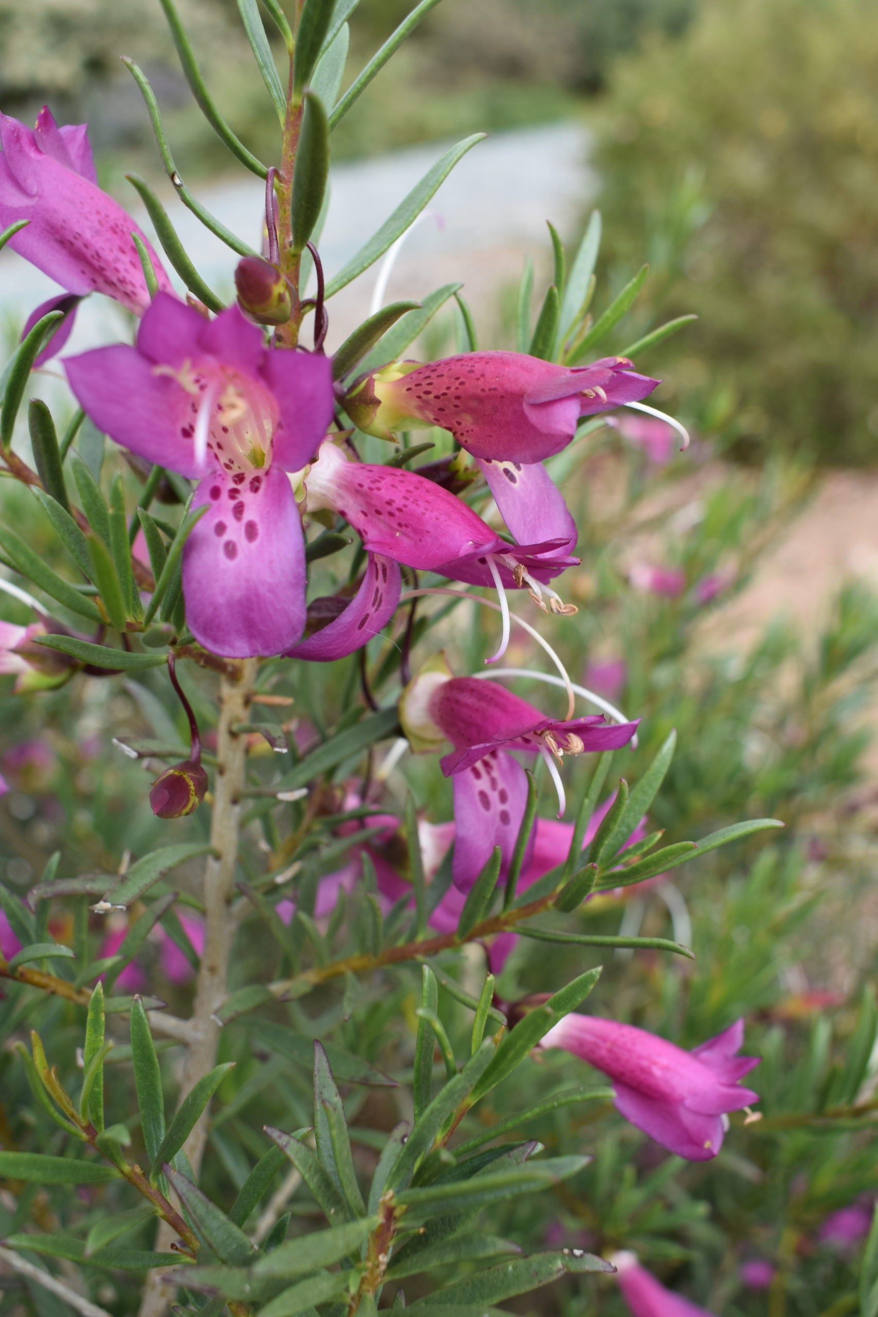 Wild Berry Emu Bush (Eremophila alternifolia)