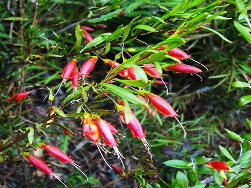 Red Desert Emu Bush x decipiens (Eremophila glabra) - Ladybird Nursery