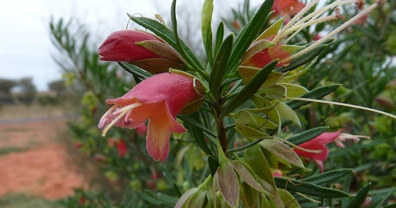 Emu Bush ‘Desert Passion’ (Eremophila) -  Large