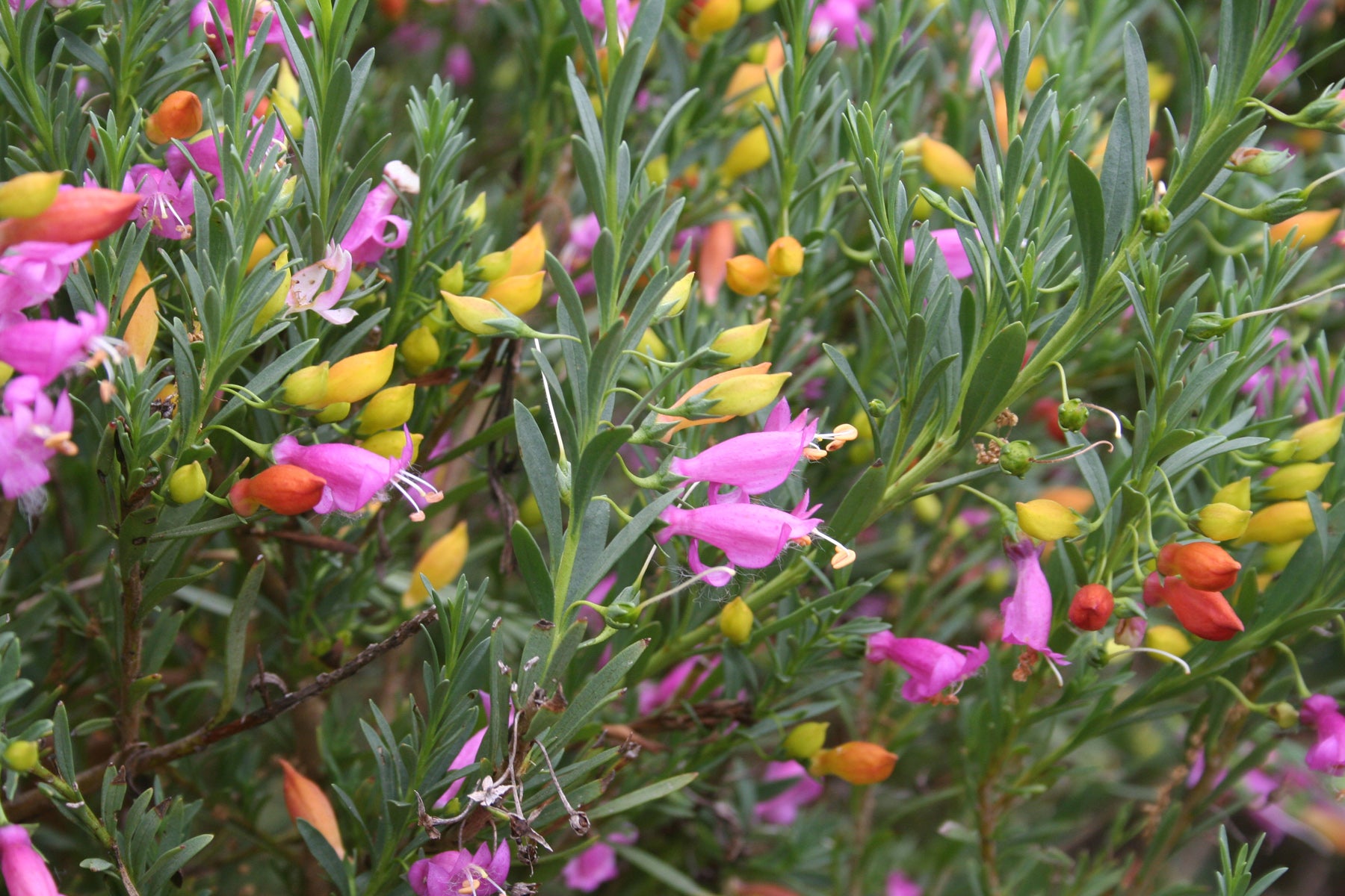 Emu Bush Passion (Eremophila Desert)