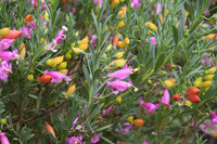 Emu Bush Passion (Eremophila Desert)