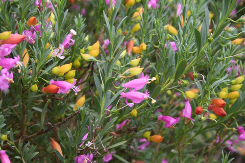 Emu Bush Desert Passion (Eremophila) - Ladybird Nursery