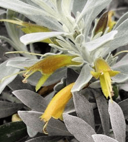 Eremophila 'Kalbarri Carpet' (Eremophila glabra) - Ladybird Nursery