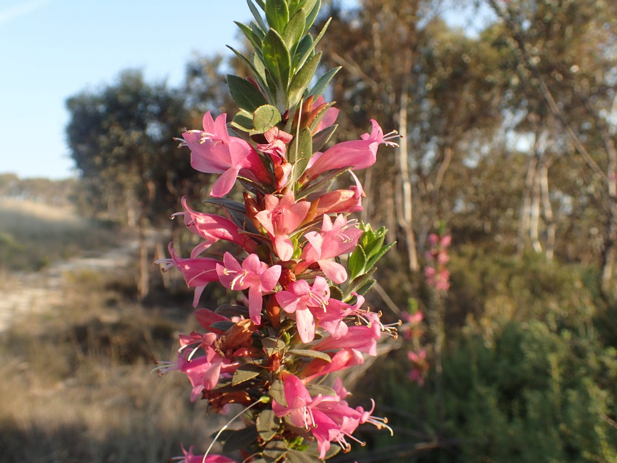 Spiked Emu Bush (Eremophila calorhabdos) - Ladybird Nursery