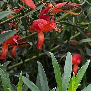 Red Desert Emu Bush x decipiens (Eremophila glabra) - Ladybird Nursery