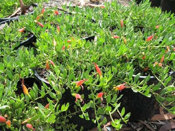 Roseworthy Emu Bush (Eremophila glabra) - Ladybird Nursery