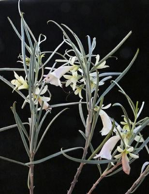 Cream Emu Bush (Eremophila oppositifolia)