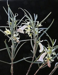 Cream Emu Bush (Eremophila oppositifolia) - Ladybird Nursery