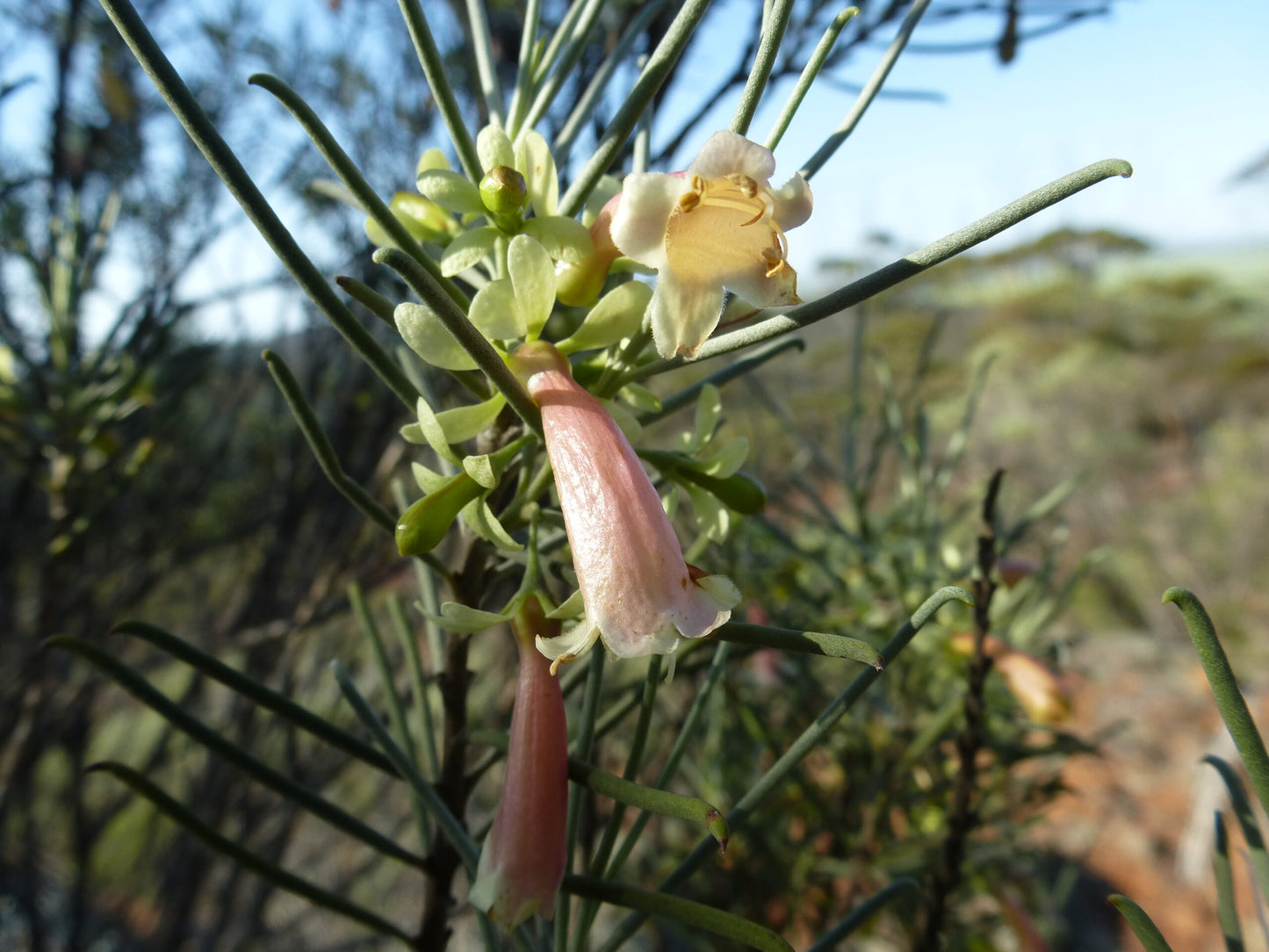 Cream Emu Bush (Eremophila oppositifolia)