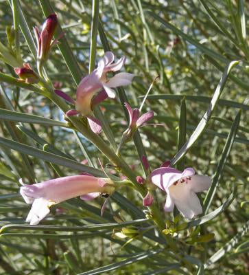 Cream Emu Bush (Eremophila oppositifolia)
