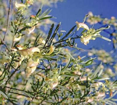 Cream Emu Bush (Eremophila oppositifolia)