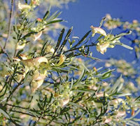 Cream Emu Bush (Eremophila oppositifolia)