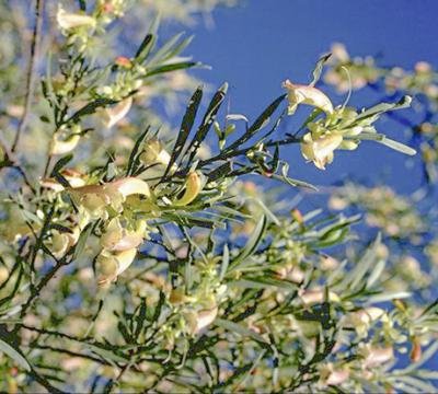 Cream Emu Bush (Eremophila oppositifolia) - Ladybird Nursery