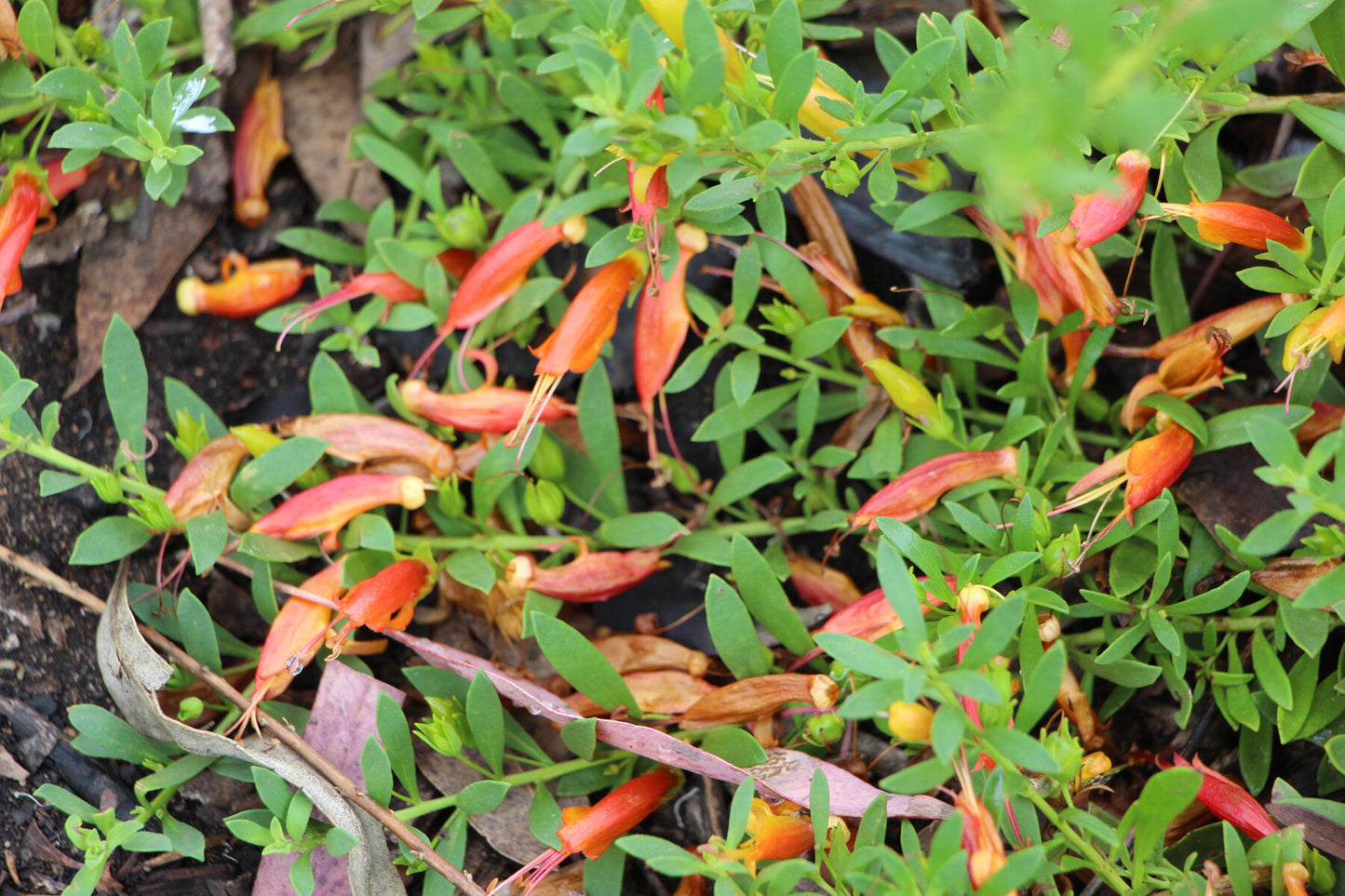 Red Desert Emu Bush x decipiens (Eremophila glabra)