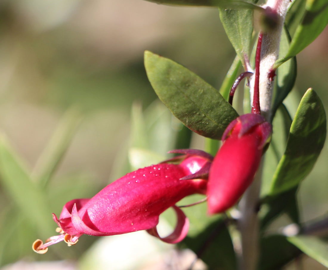 Emu Bush Desert Passion (Eremophila) - Ladybird Nursery