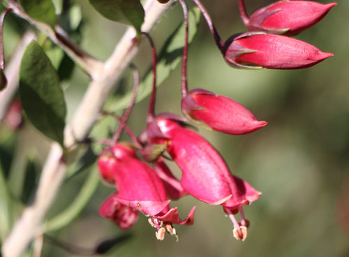 Emu Bush Desert Passion (Eremophila) - Ladybird Nursery
