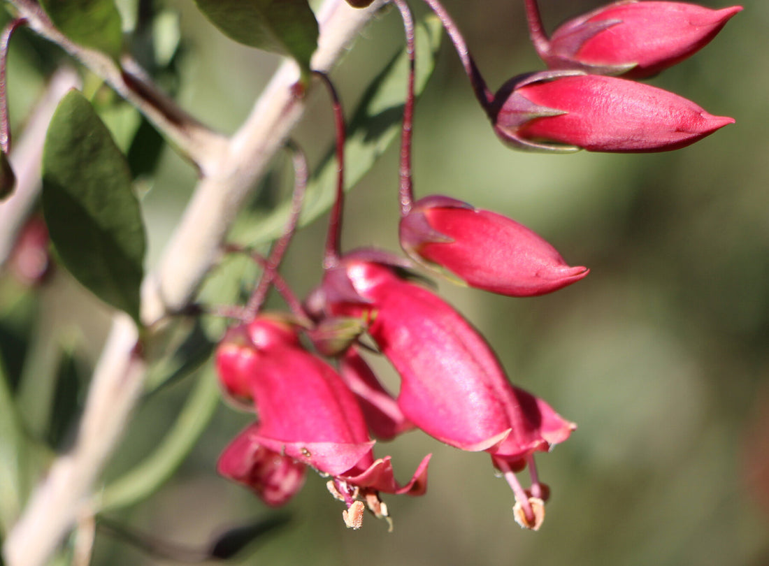 Red Desert Emu Bush x decipiens (Eremophila glabra) - Ladybird Nursery