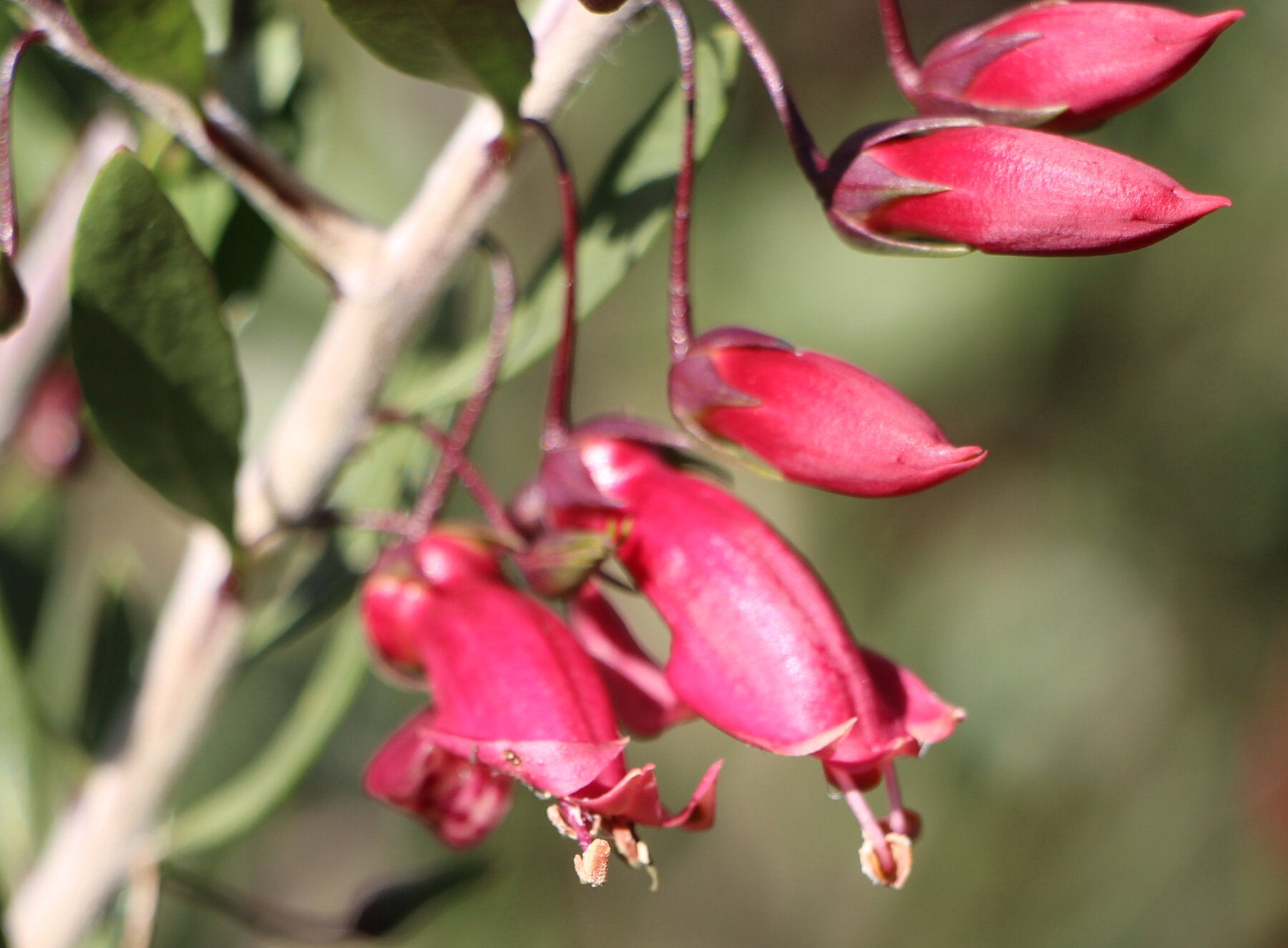 Red Desert Emu Bush x decipiens (Eremophila glabra) - Ladybird Nursery