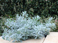 Emu Bush prostrate Blue Horizon™ (Eremophila glabra)