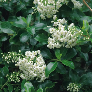Escallonia Hedge with an Edge White (Escallonia)