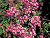 Escallonia Pink (Escallonia spp.)