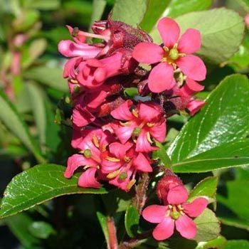 Escallonia Red Knight (Escallonia)