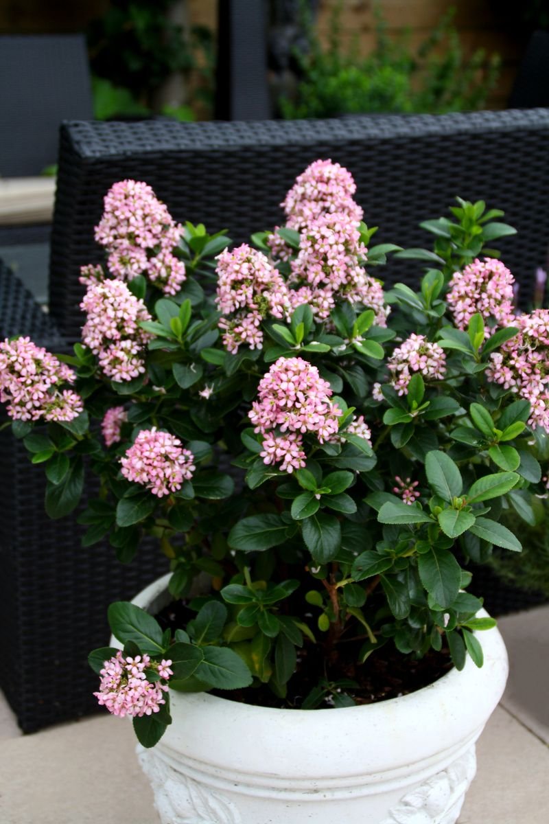 Escallonia 'Pink Elle' - Ladybird Nursery