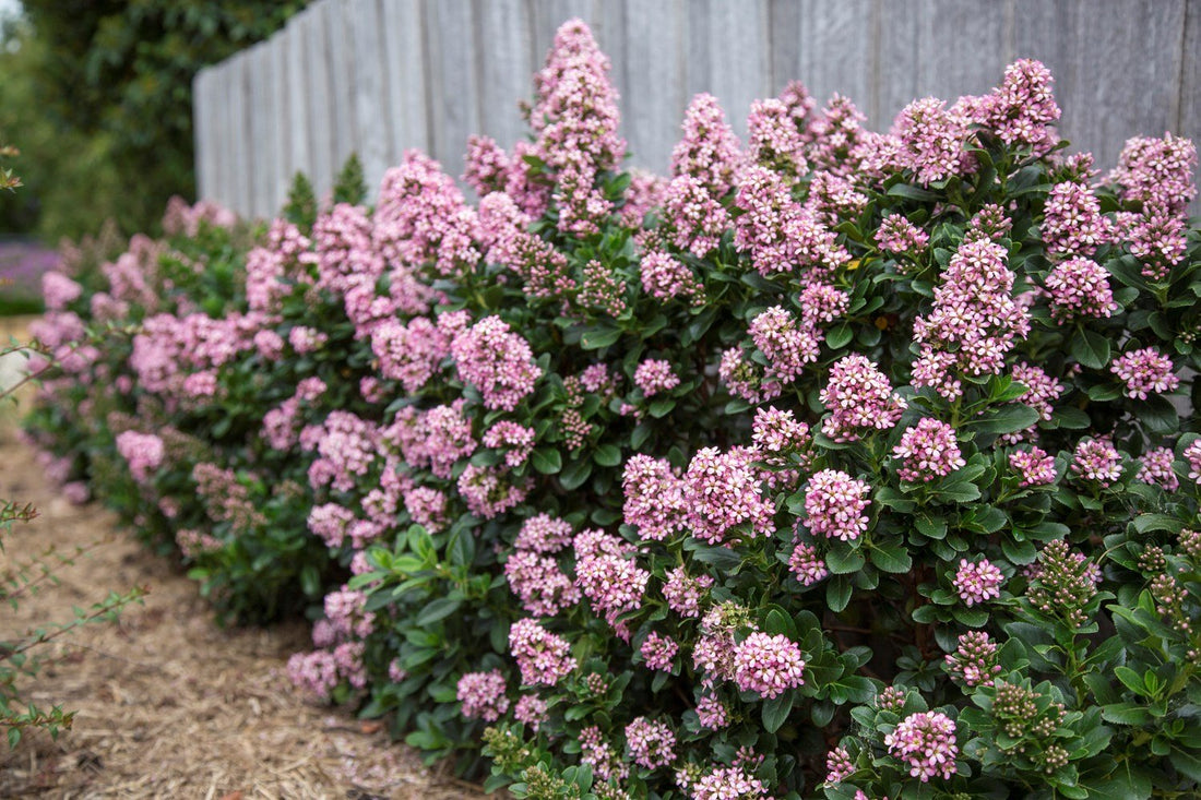 Escallonia 'Pink Elle' - Ladybird Nursery