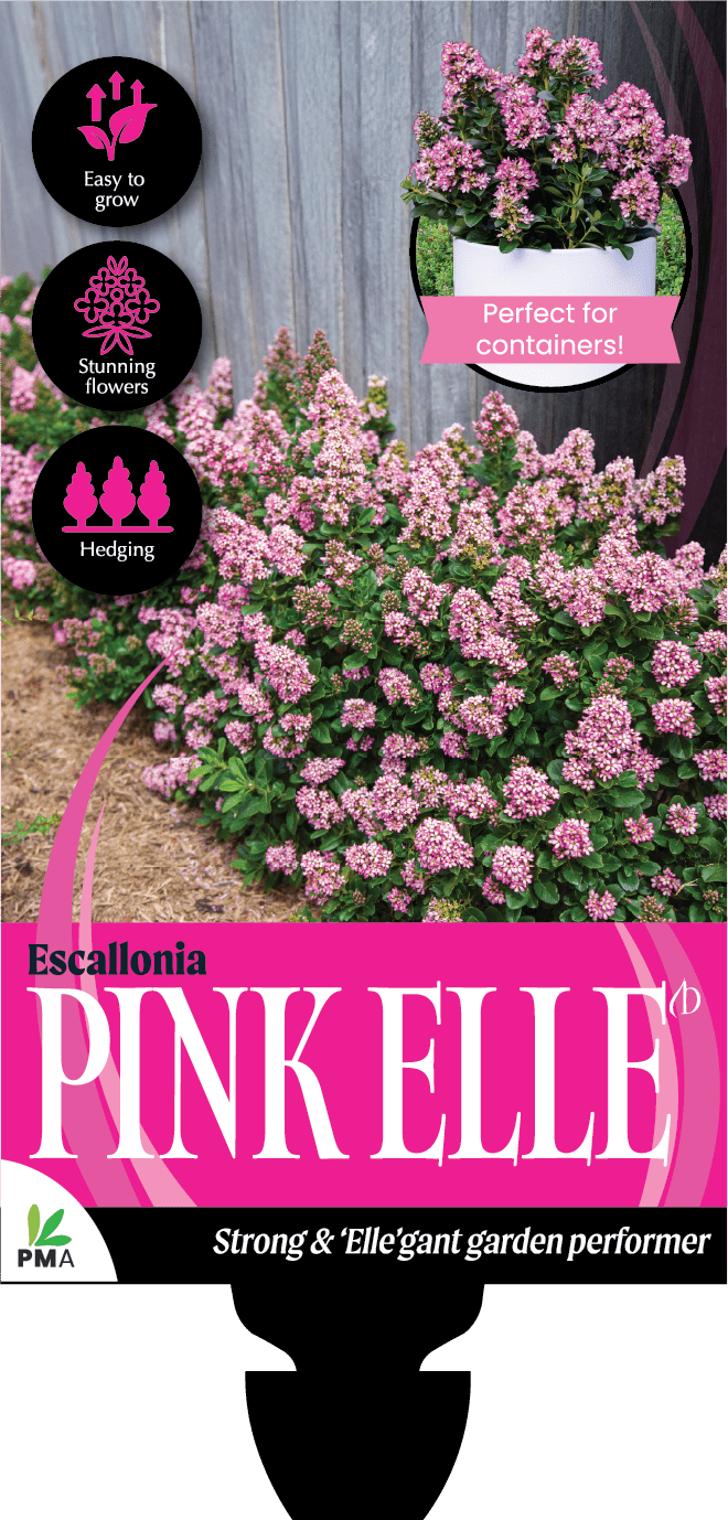 Escallonia 'Pink Elle' - Ladybird Nursery