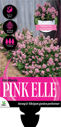 Escallonia 'Pink Elle' - Ladybird Nursery