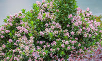 Escallonia 'Pink Elle' - Ladybird Nursery