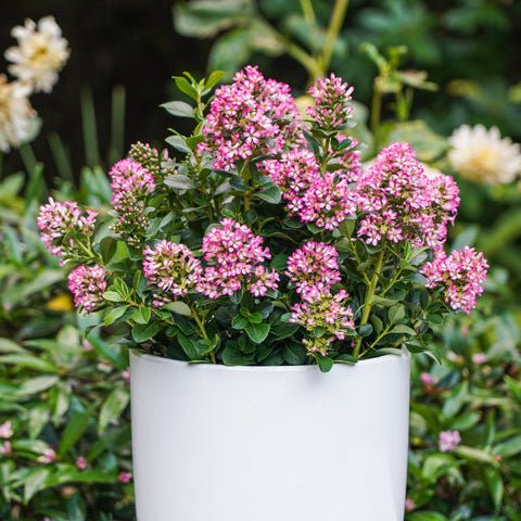 Escallonia 'Pink Elle' - Ladybird Nursery