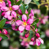 Escallonia 'Pink Pixie'