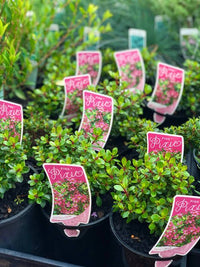 Escallonia 'Pink Pixie' - Ladybird Nursery