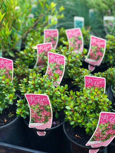 Escallonia 'Pink Pixie' - Ladybird Nursery