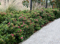 Escallonia 'Pink Pixie' - Ladybird Nursery