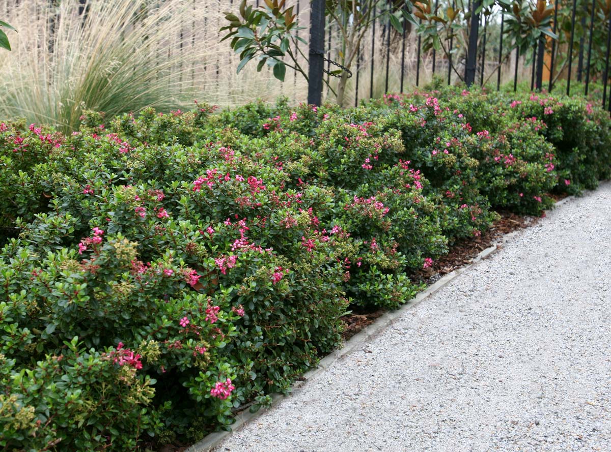 Escallonia 'Pink Pixie' - Ladybird Nursery