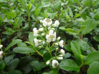 Escallonia Hedge with an Edge White (Escallonia)