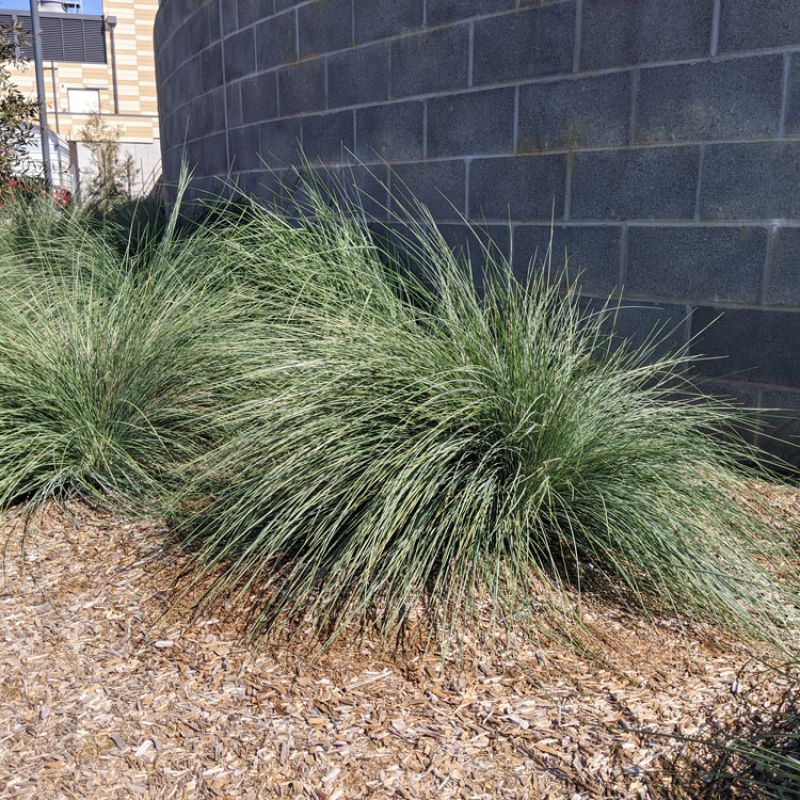 Eskdale Blue™ Native Tussock Grass