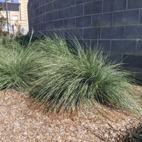 Eskdale Blue™ Native Tussock Grass