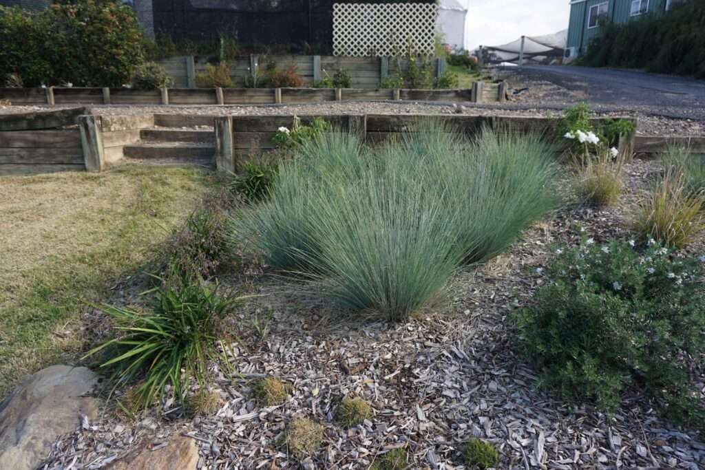 Eskdale Blue™ Native Tussock Grass - Ladybird Nursery
