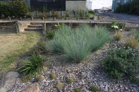 Eskdale Blue™ Native Tussock Grass