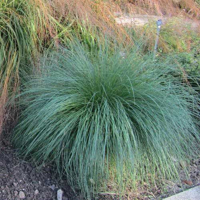 Eskdale Blue™ Native Tussock Grass