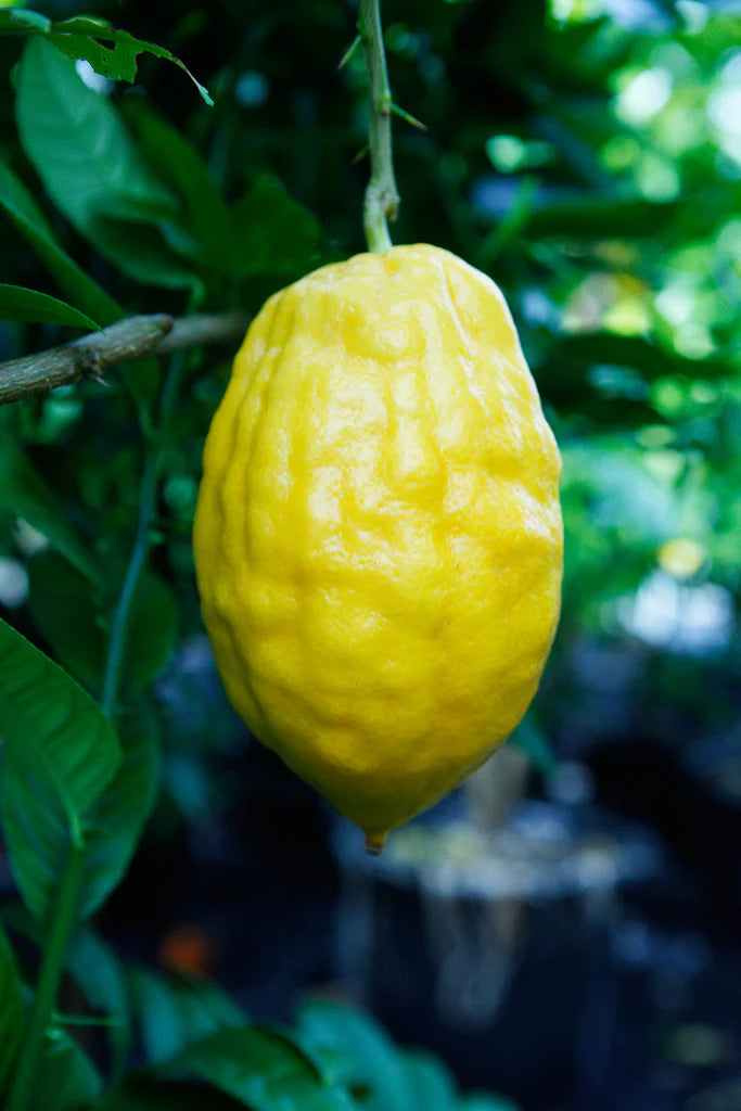 Etrog Citron (QLD Only)