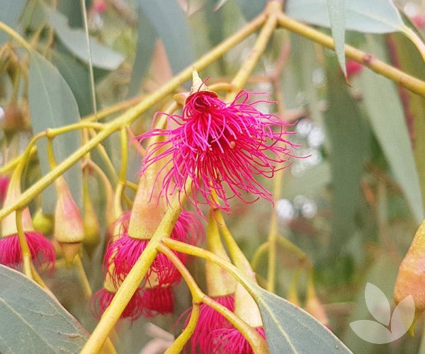 Eucalyptus Euky Dwarf (Eucalyptus leucoxylon) - Ladybird Nursery