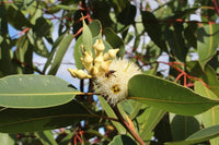 Swamp Mahogany (Eucalyptus robusta) - Ladybird Nursery