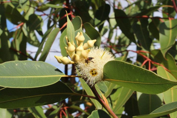 Swamp Mahogany (Eucalyptus robusta) - Ladybird Nursery