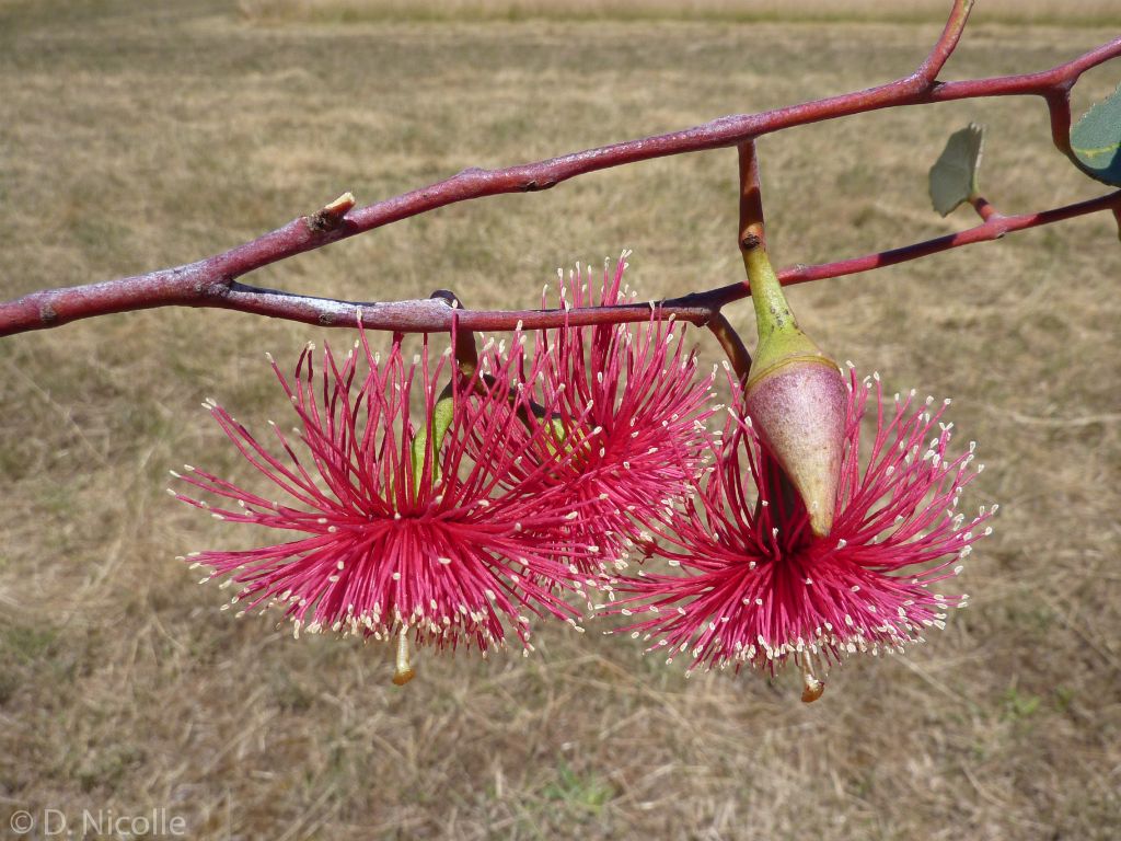 Hot Threads Eucalyptus (Eucalyptus erythronema) - Ladybird Nursery
