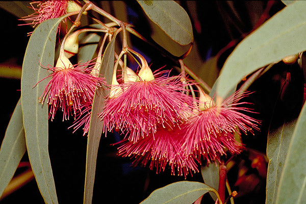 Eucalyptus Euky Dwarf (Eucalyptus leucoxylon)