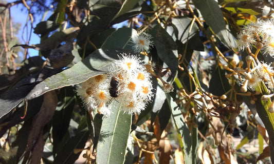 Tallowwood (Eucalyptus microcorys)
